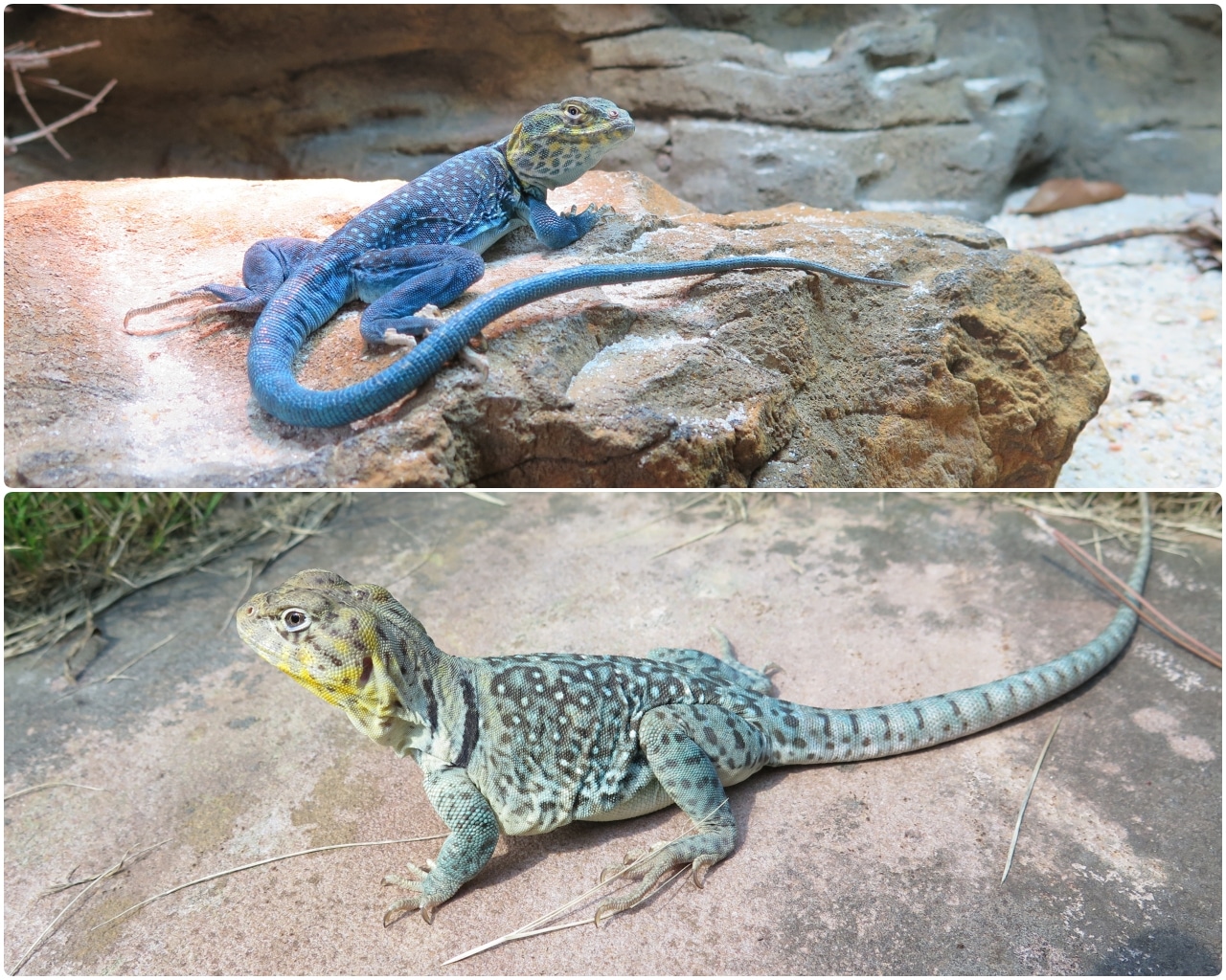 Blazing Blue Collared Lizards More Lizard by Justin Meeker MorphMarket