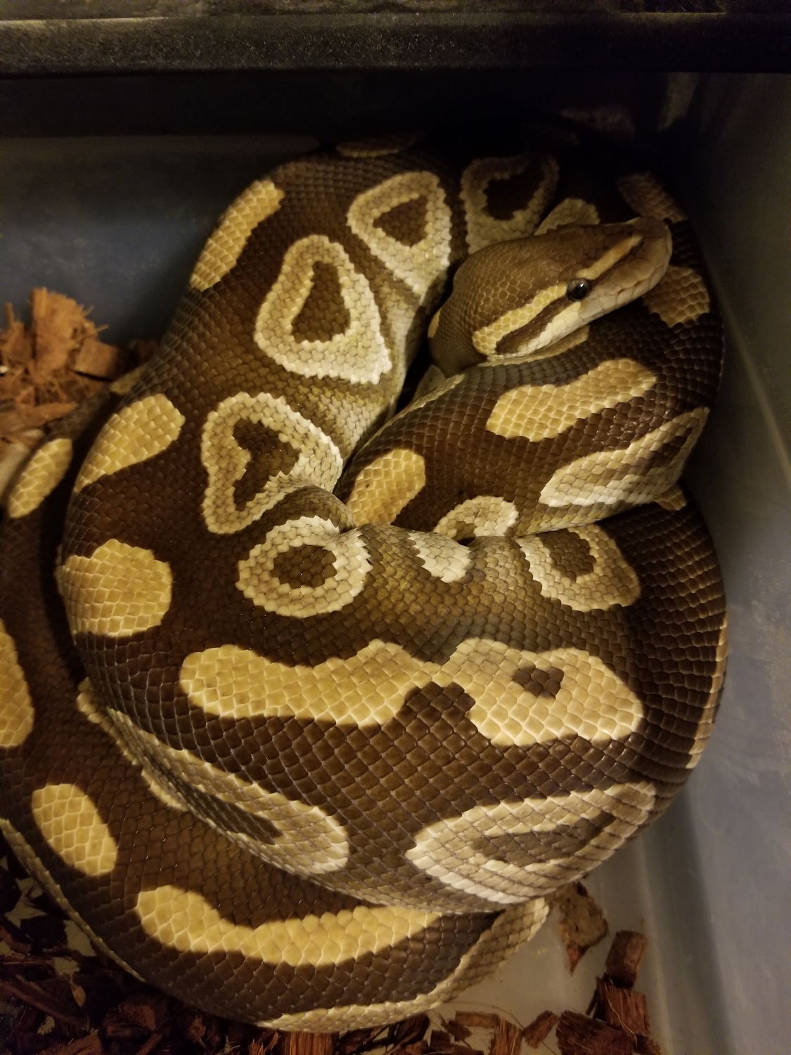 Mojave Ball Python by Ebey's Snakes - MorphMarket