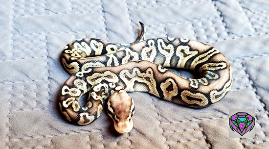 Pastel Ghi Het Red Axanthic Mojave Het Sunset Ball Python by Family ...