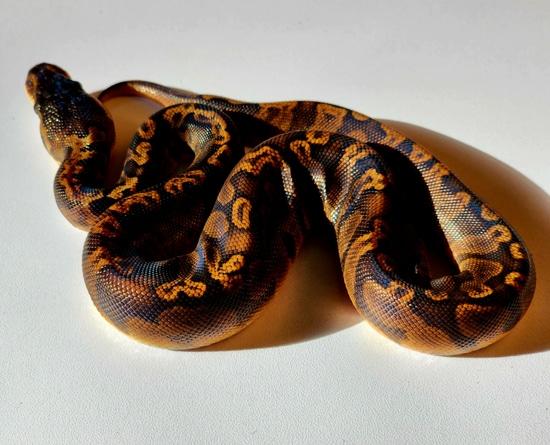 Ghi Sunset Cinnamon Ball Python by Family Jewels Herp Sales