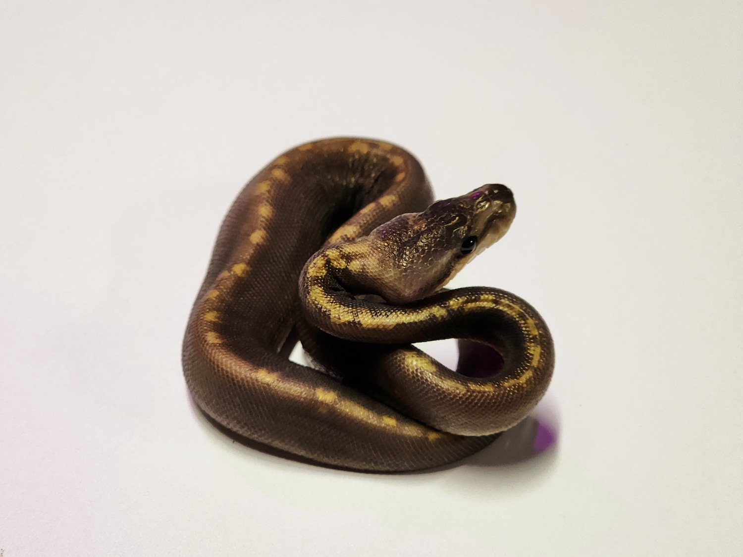 Worlds First Super Ghi Sunset Ball Python by Family Jewels Herp Sales ...