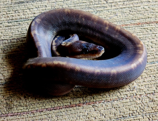 Worlds First Super Ghi Sunset Ball Python by Family Jewels Herp Sales