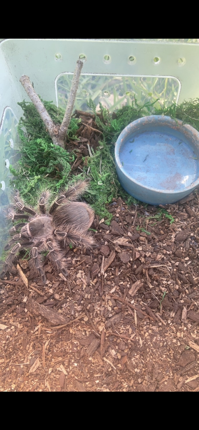 Eupalaestrus Campestratus Pink Zebra Beauty Tarantula by Naples