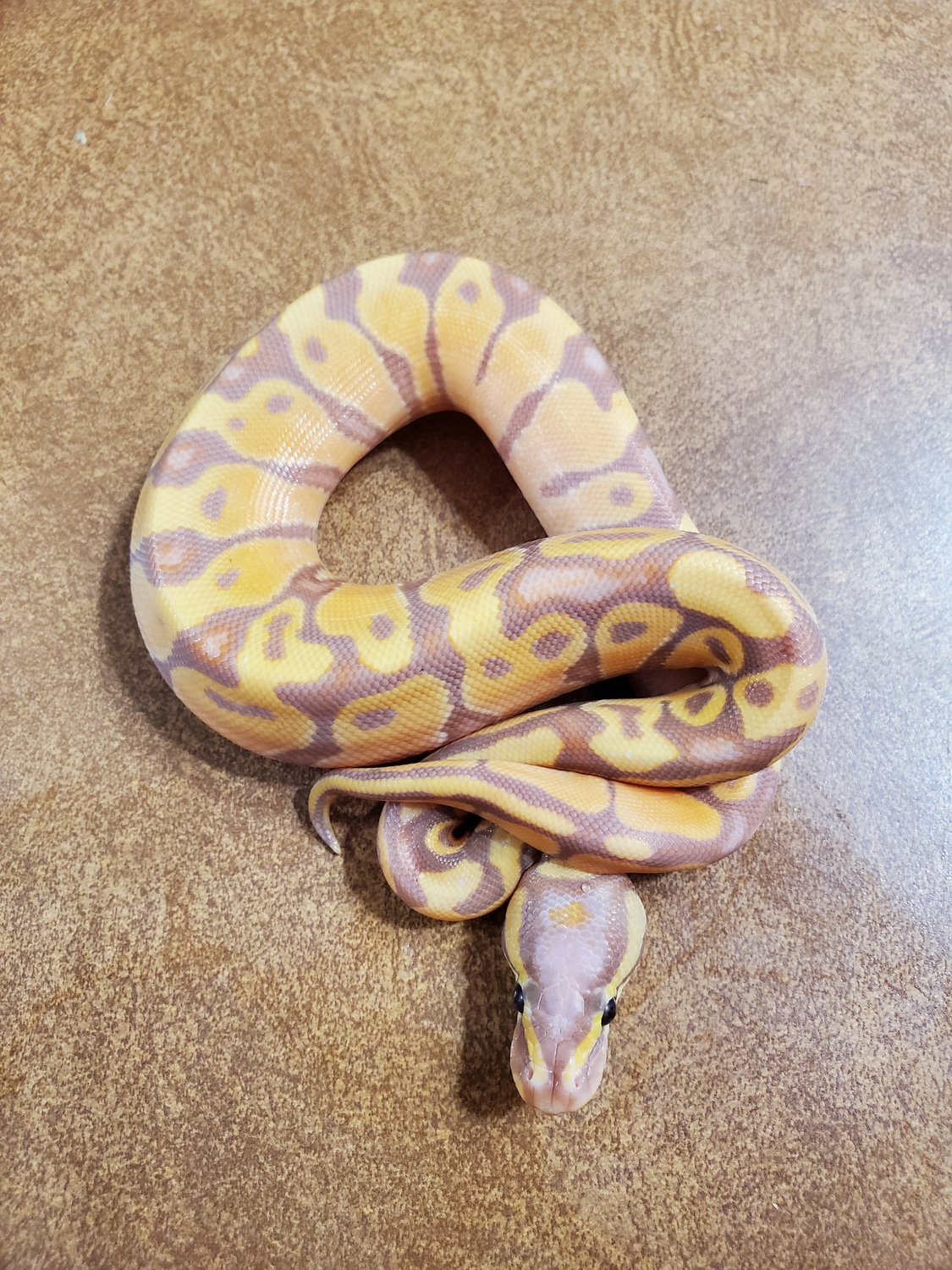 Banana Enchi Ball Python by Mya Reptiles MorphMarket
