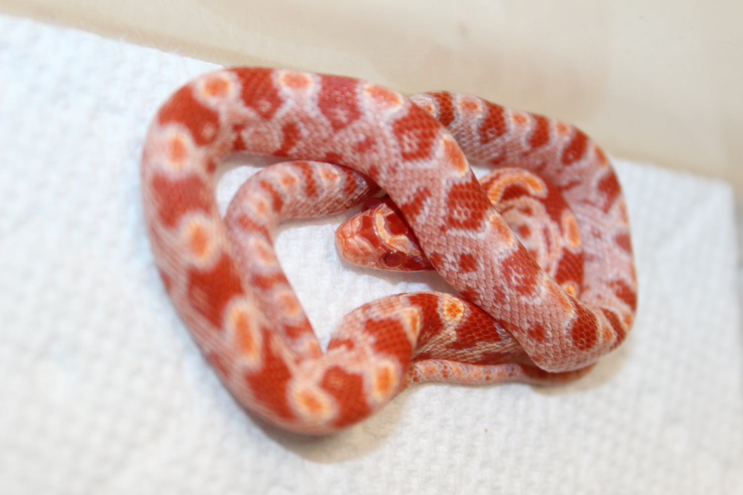 Candy Cane Corn Snake by Garcia Snakes MorphMarket
