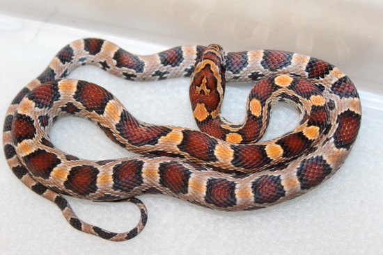 Red Factor Snake Red Factor Okeetee Corn Snake by Garcia Snakes