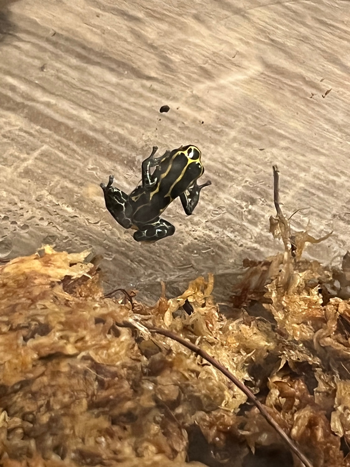 Ranitomeya Ventrimaculata // French Guiana Thumbnail Dart Frogs 0.0.3