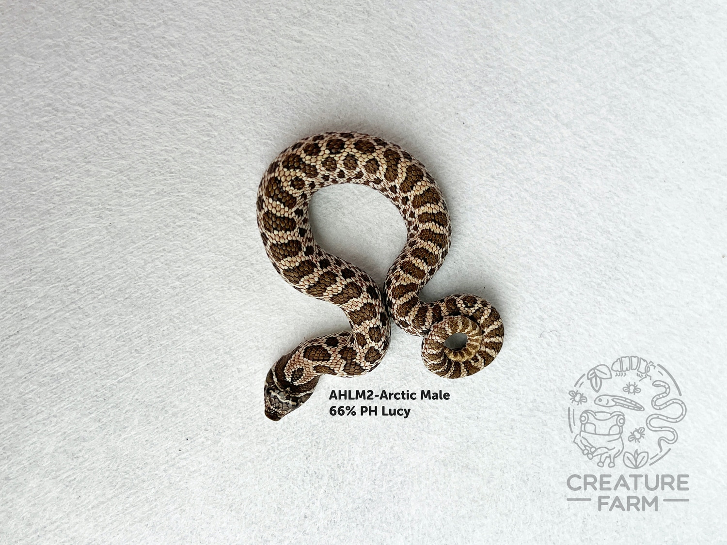 Memorial Weekend Sale Arctic PH Leucistic Western Hognose by Creature