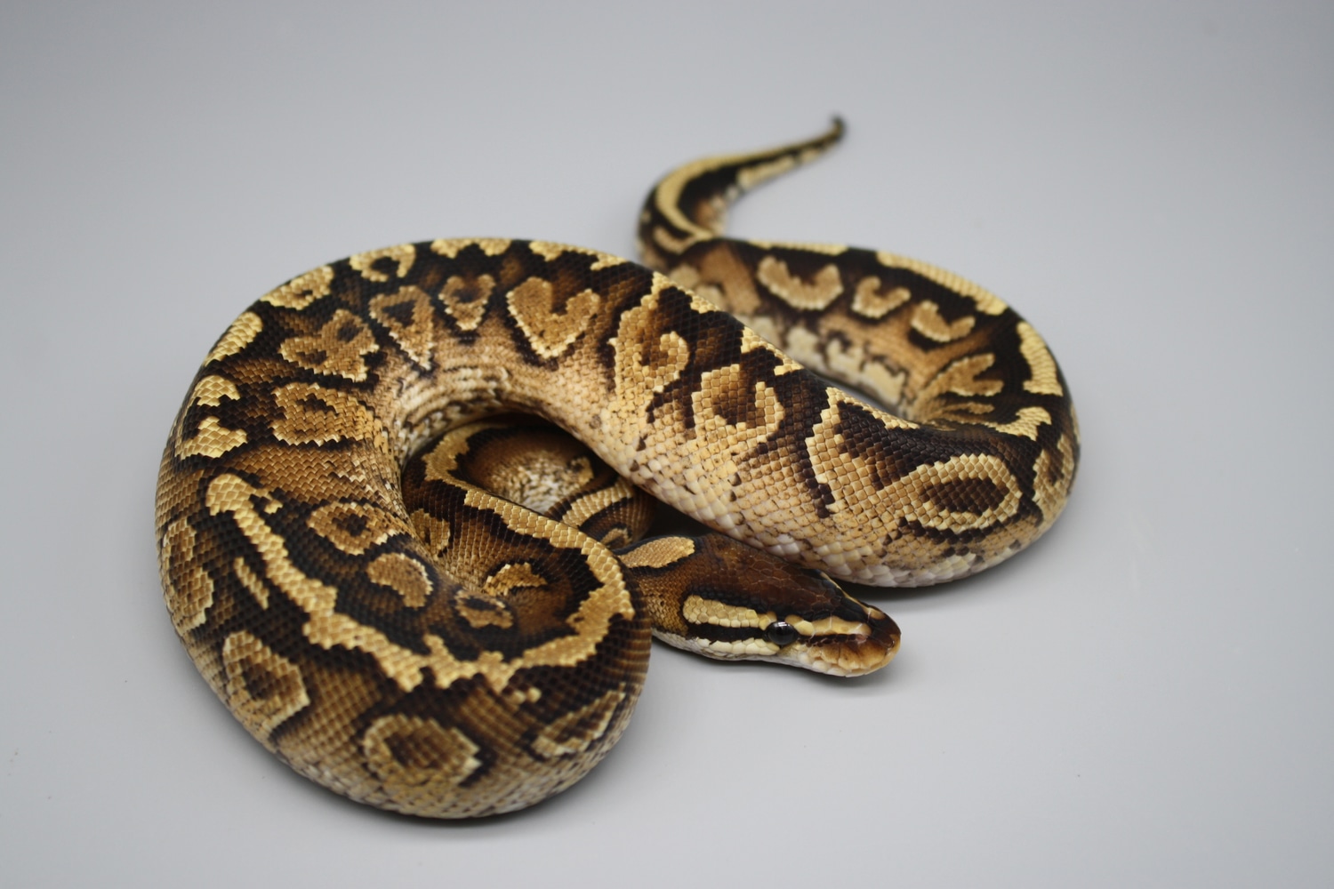 Yellow Belly Paint Ball Python by Walker Texas Reptiles MorphMarket