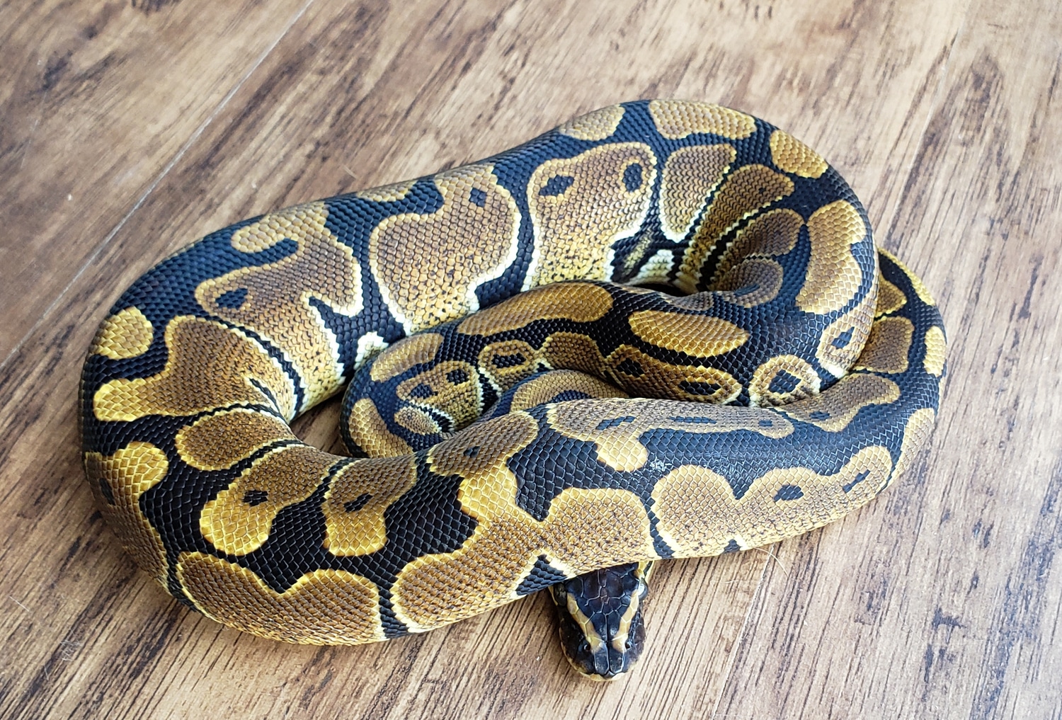 Het Candy Ball Python by White's Exotics - MorphMarket