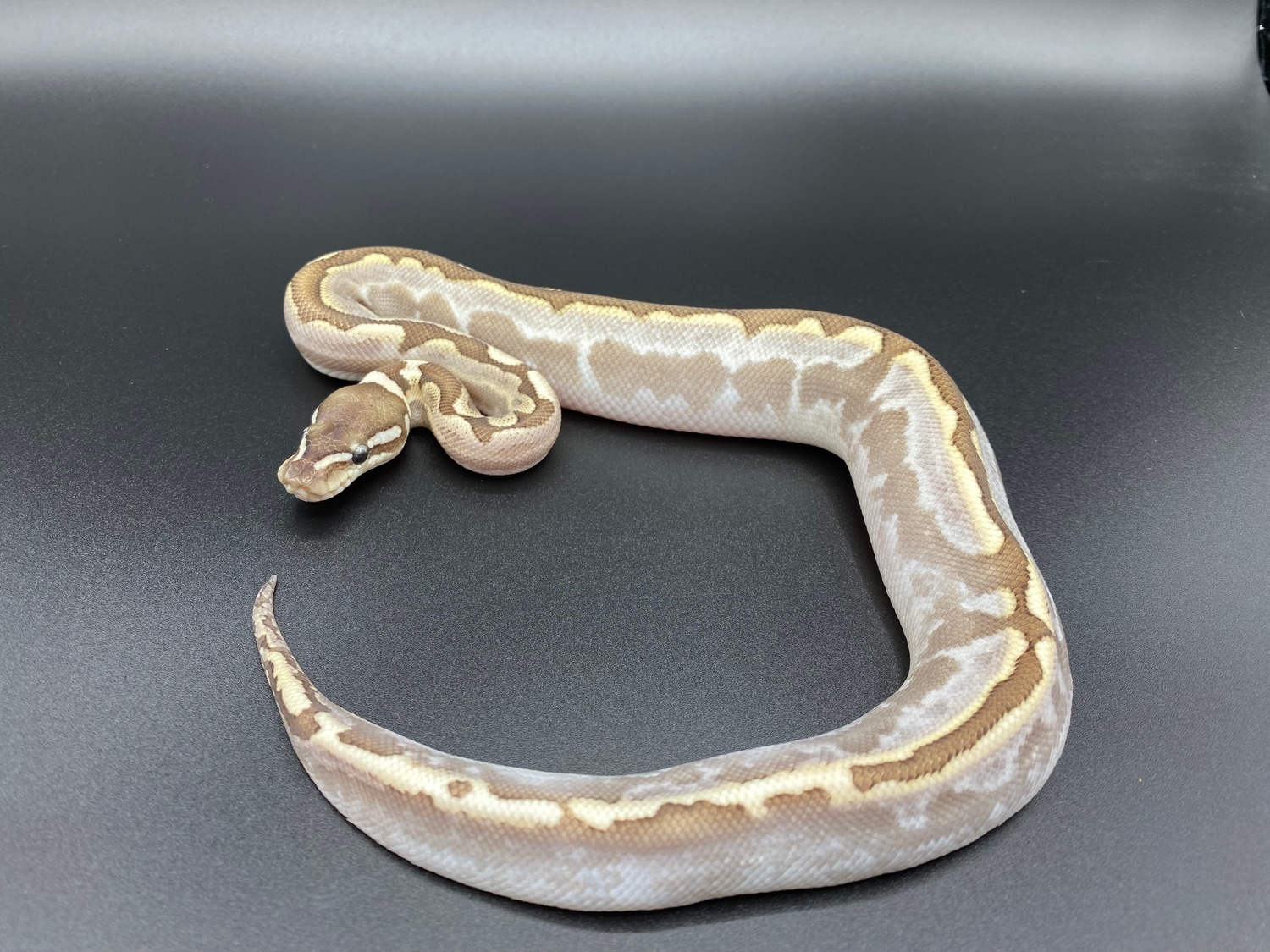 Bamboo, Calico Ball Python by Radiant Pythons - MorphMarket