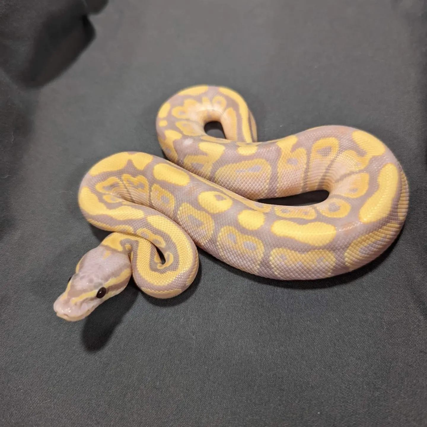 Pastel Banana Ball Python by JAW Dropping Morphs and Reptiles - MorphMarket
