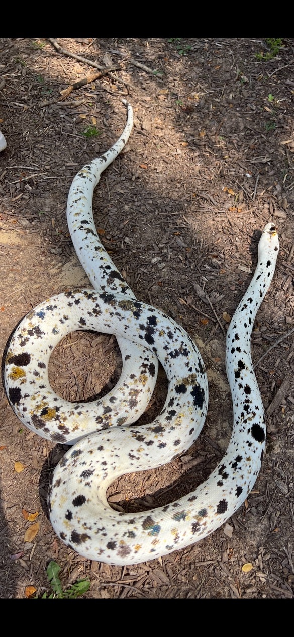 Golden Child Cow Het Anthrax Reticulated Python by J&V Reptiles ...
