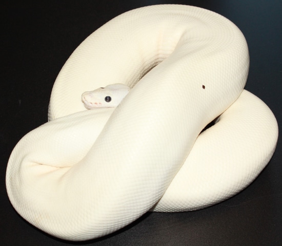 premium photo | female pied spider royal python, ball... Cocounat Pied (Spider Pied) Ball Python by Königspython Deluxe