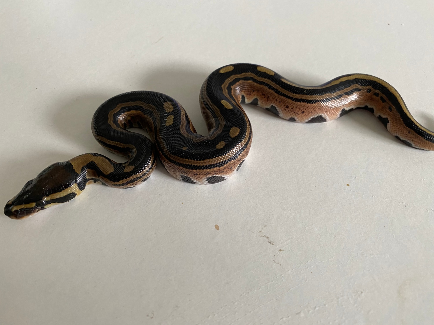 0.1 Tri Stripe Het Hypo Ball Python by Michael Bral - MorphMarket