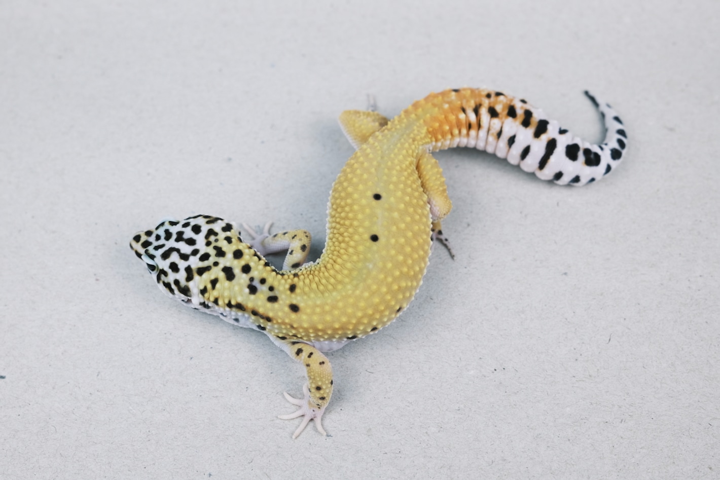 洋書　LEOPARD GECKOS: The Next Generations Leopard Gecko Morphs And Leopard Geckos The Next Generation