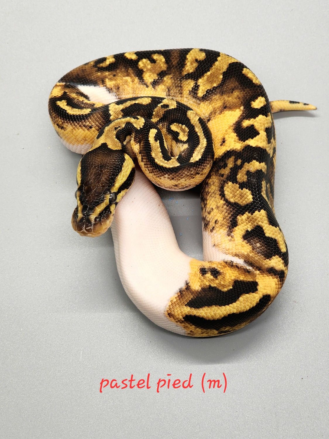 Pastel Pied Ball Python by K_O_Exotics - MorphMarket