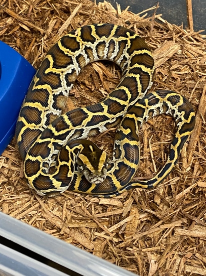 Normal Burmese Python Het Albino by Lumina Pythons
