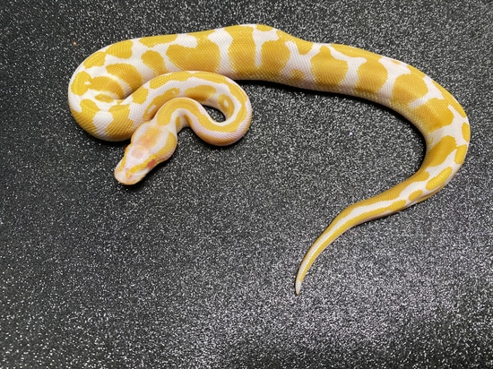 Albino Banded Ball Python by Lumina Pythons