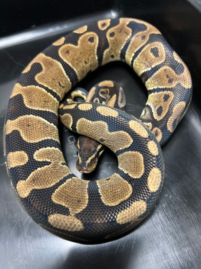 Normal Female Ball Python by Lumina Pythons