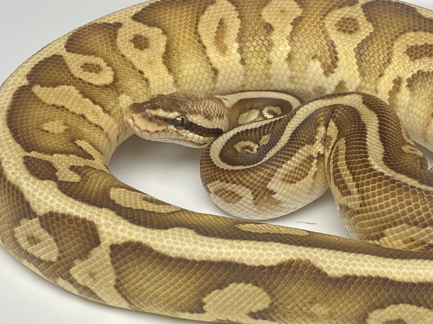 Pastel Butter Leopard Ball Python by Lumina Pythons - MorphMarket
