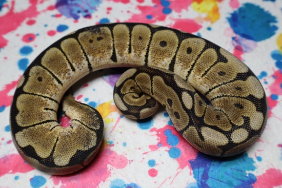 Spider Het Clown Ball Python by Lumina Pythons