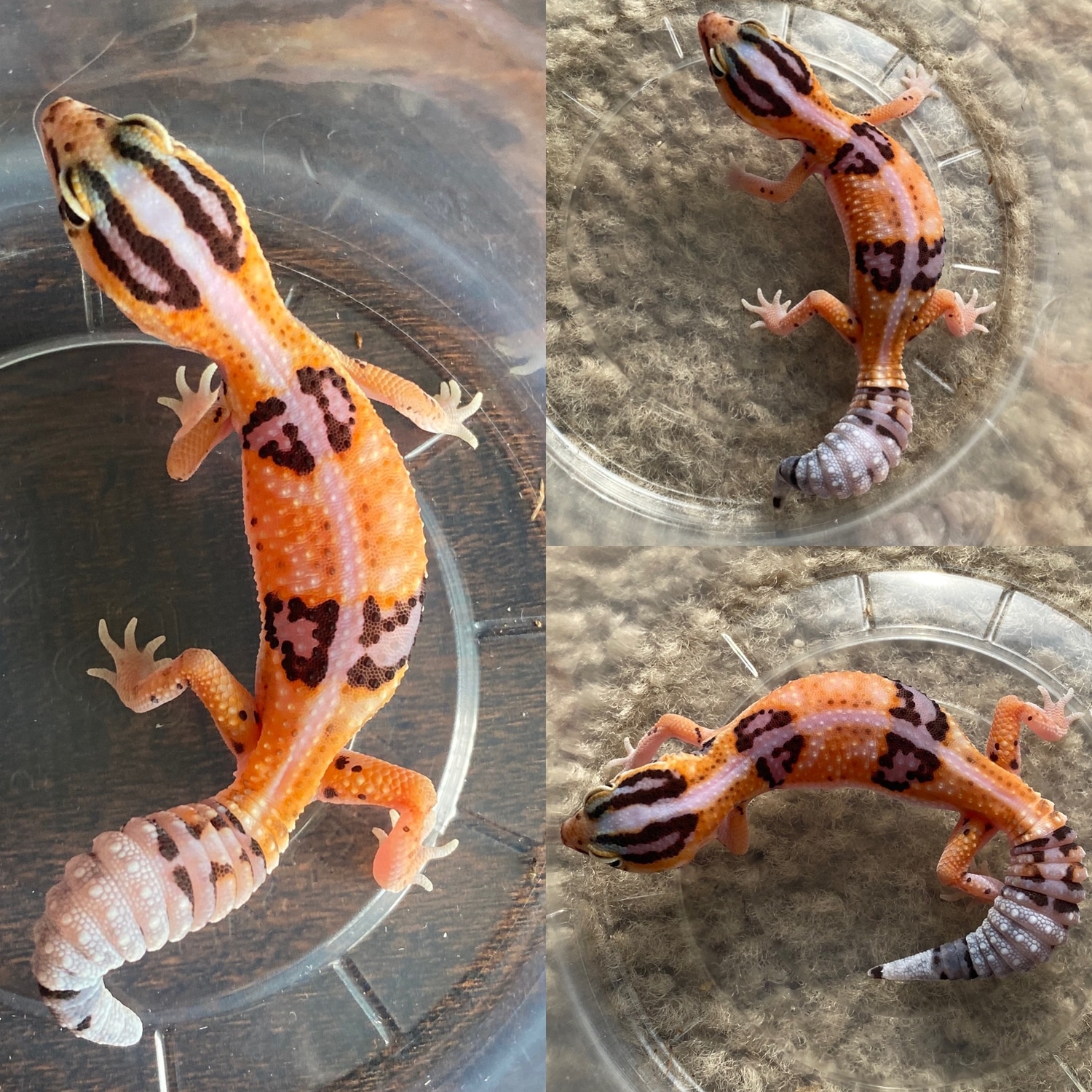 Tangerine WO 100% Albino(Amel) African Fat-Tailed Gecko by KR Reptiles