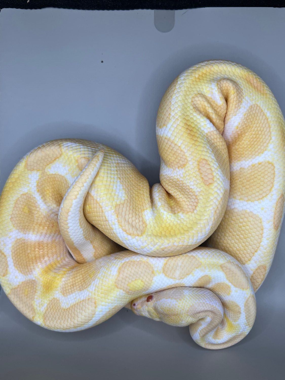 Albino Het Piebald Ball Python by Knock Out Reptiles - MorphMarket