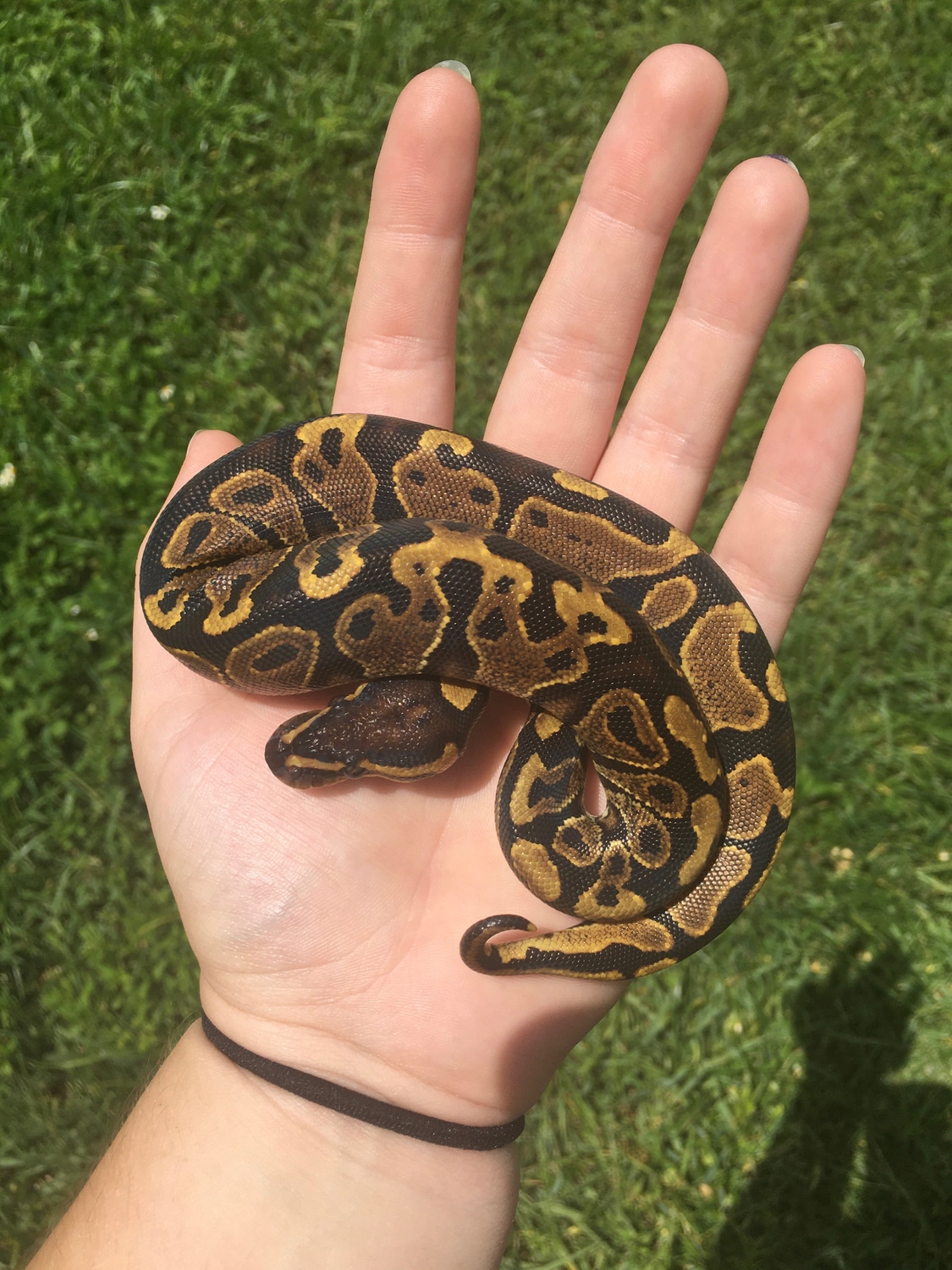 2021 Yellow Belly Or Gravel Ball Python by Kady Maitland Reptiles