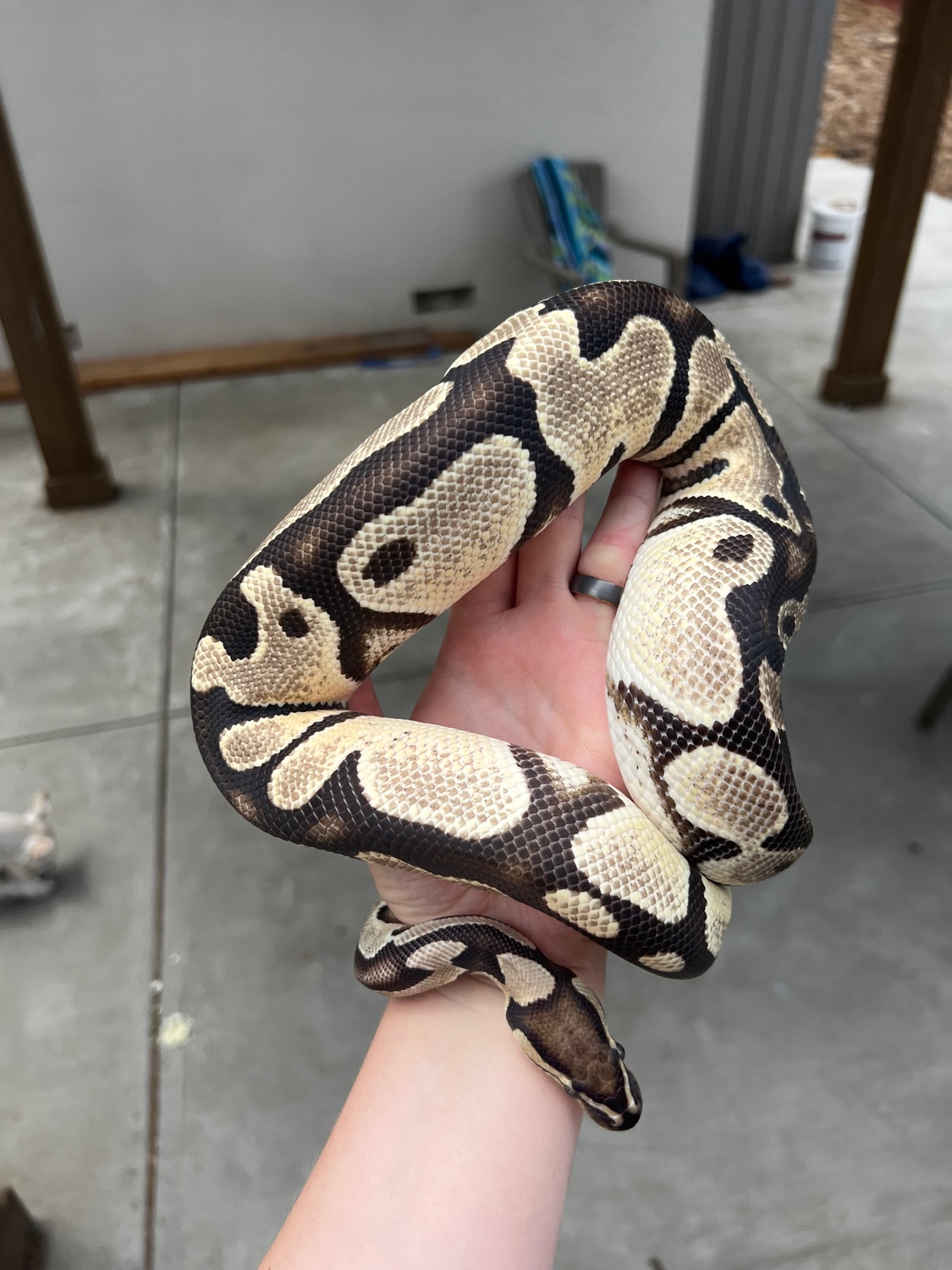 Female Ball Python by HK’s Sexy Serpents - MorphMarket