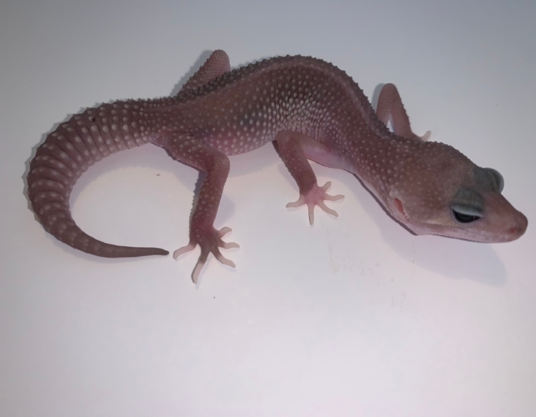 Super Snow Blizzard Het Eclipse Leopard Gecko by Kaitlin’s Reptile