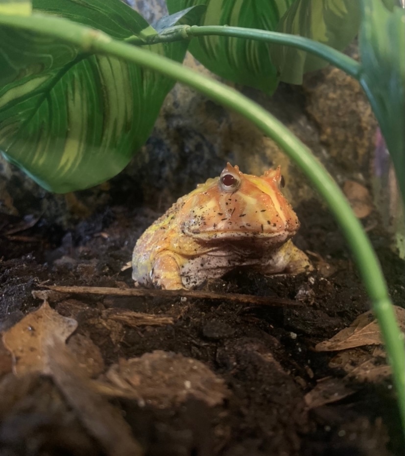 Albino Pacman Horned Frog by Kaitlin’s Reptile Emporium MorphMarket