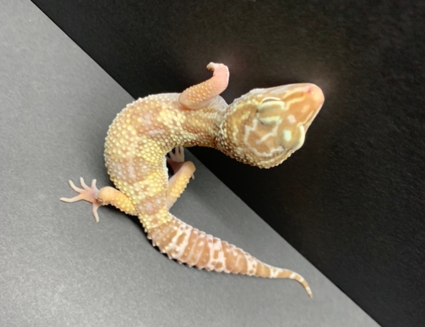 Pet Only Leopard Gecko by Kaitlin’s Reptile Emporium MorphMarket