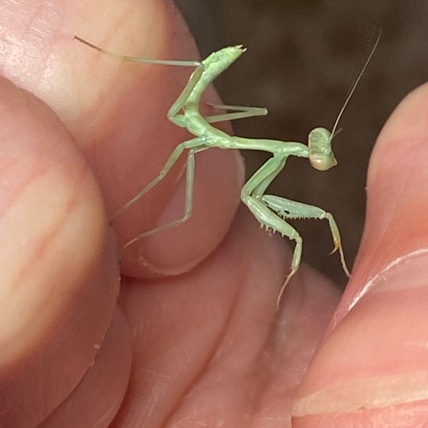 I2-3 CH Arizona Mantis