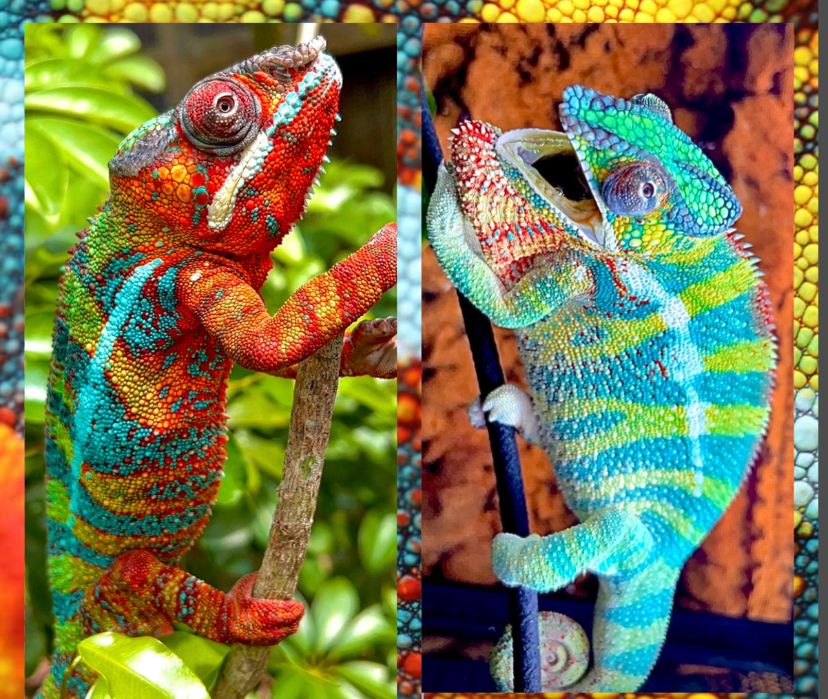 Ambilobe Female 5 Pack Panther Chameleon by Kaleidoscope chameleons