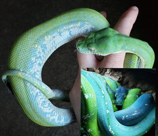 USCBB ARU Green Tree Python by Laramie River Reptiles LLC