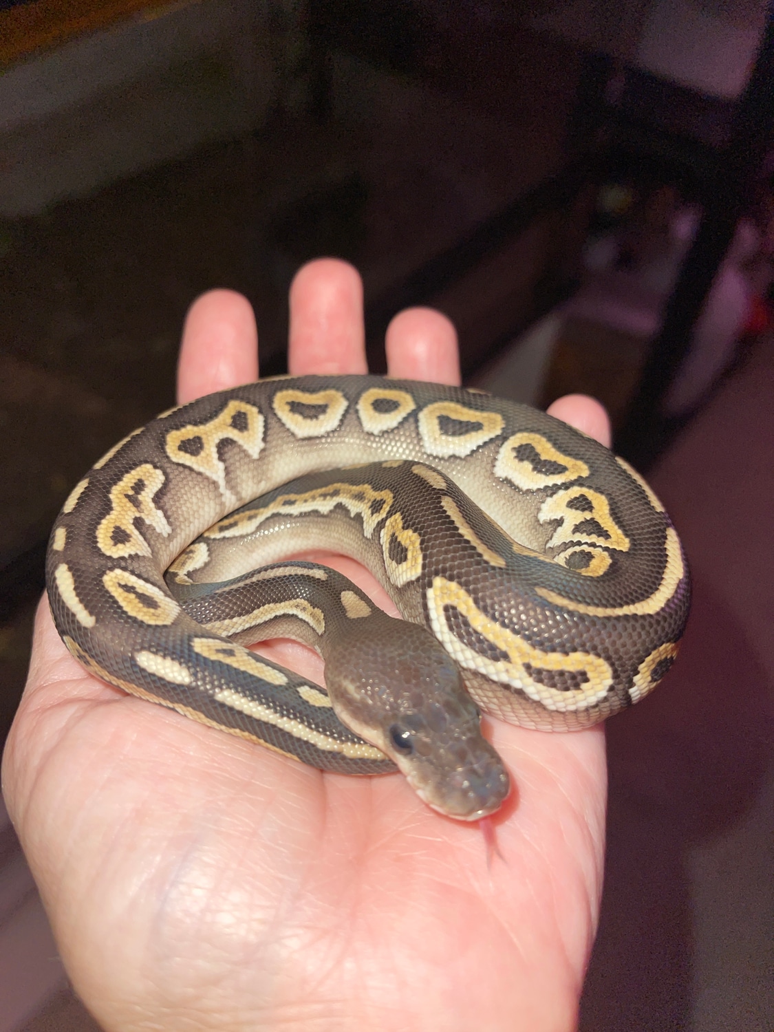Cinnamon Mojave Pastel Ball Python by Rod’s Exotics - MorphMarket