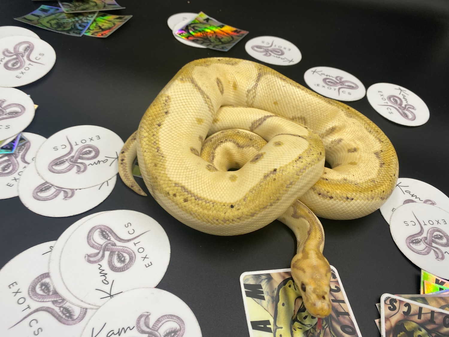 Banana Blade Clown Ball Python by KamExotics MorphMarket