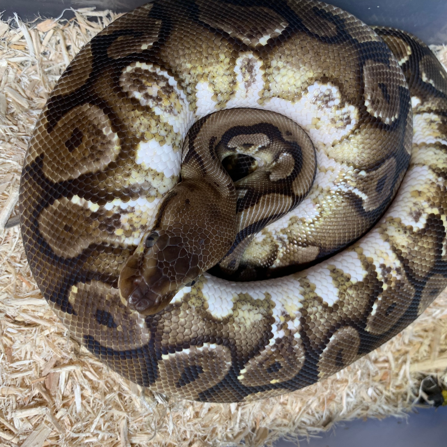 Hidden Gene Woma Yellowbelly Ball Python by Dominion Pythons - MorphMarket