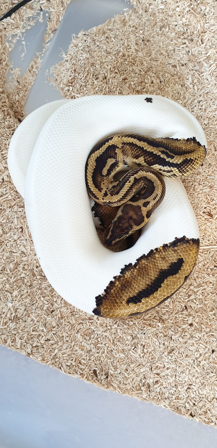 Leopard Pastel Piebald Ball Python By KAMS PythonWorld MorphMarket Leopard Pastel Piebald Ball Python By KAMS PythonWorld MorphMarket