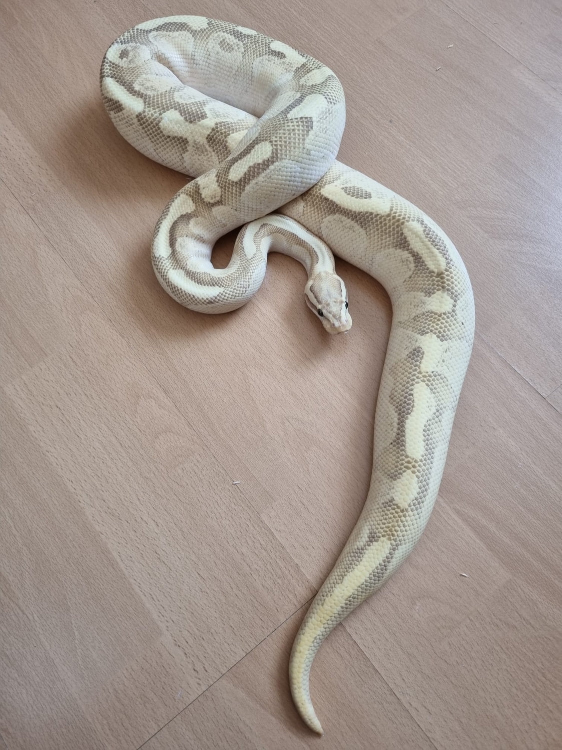 Enchi Lesser Fire Ball Python by KAMS-PythonWorld - MorphMarket