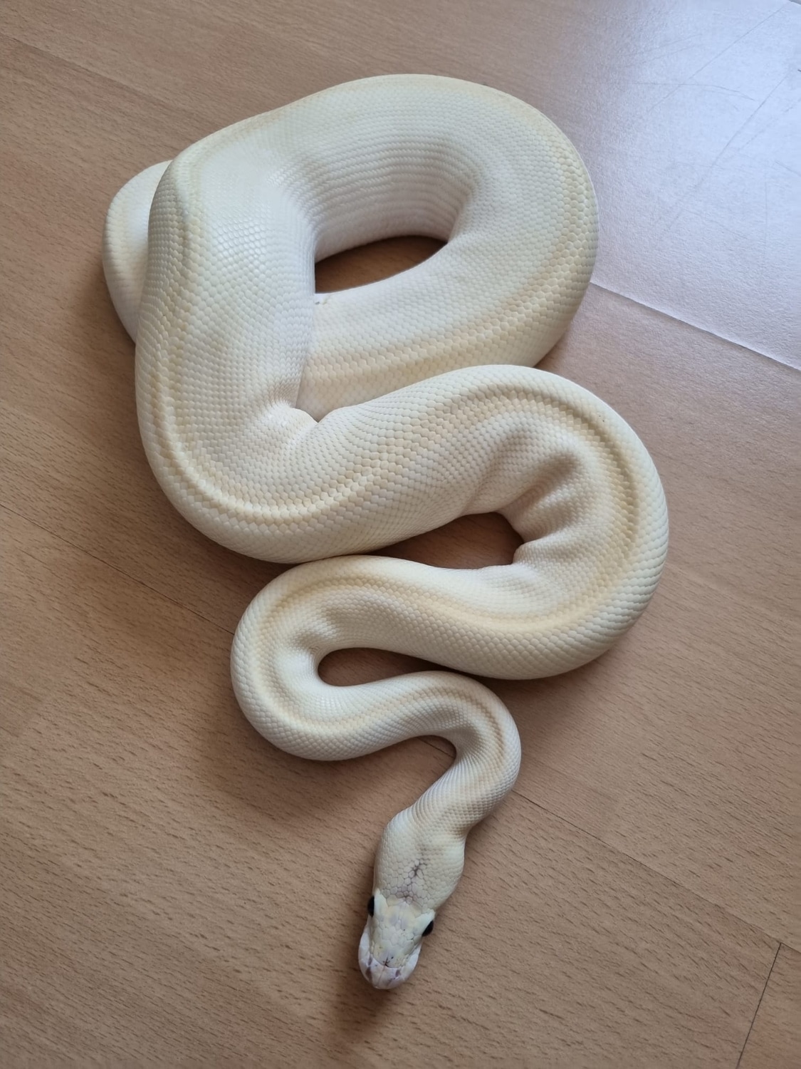 Champagne Lesser Fire Ball Python by KAMS-PythonWorld - MorphMarket