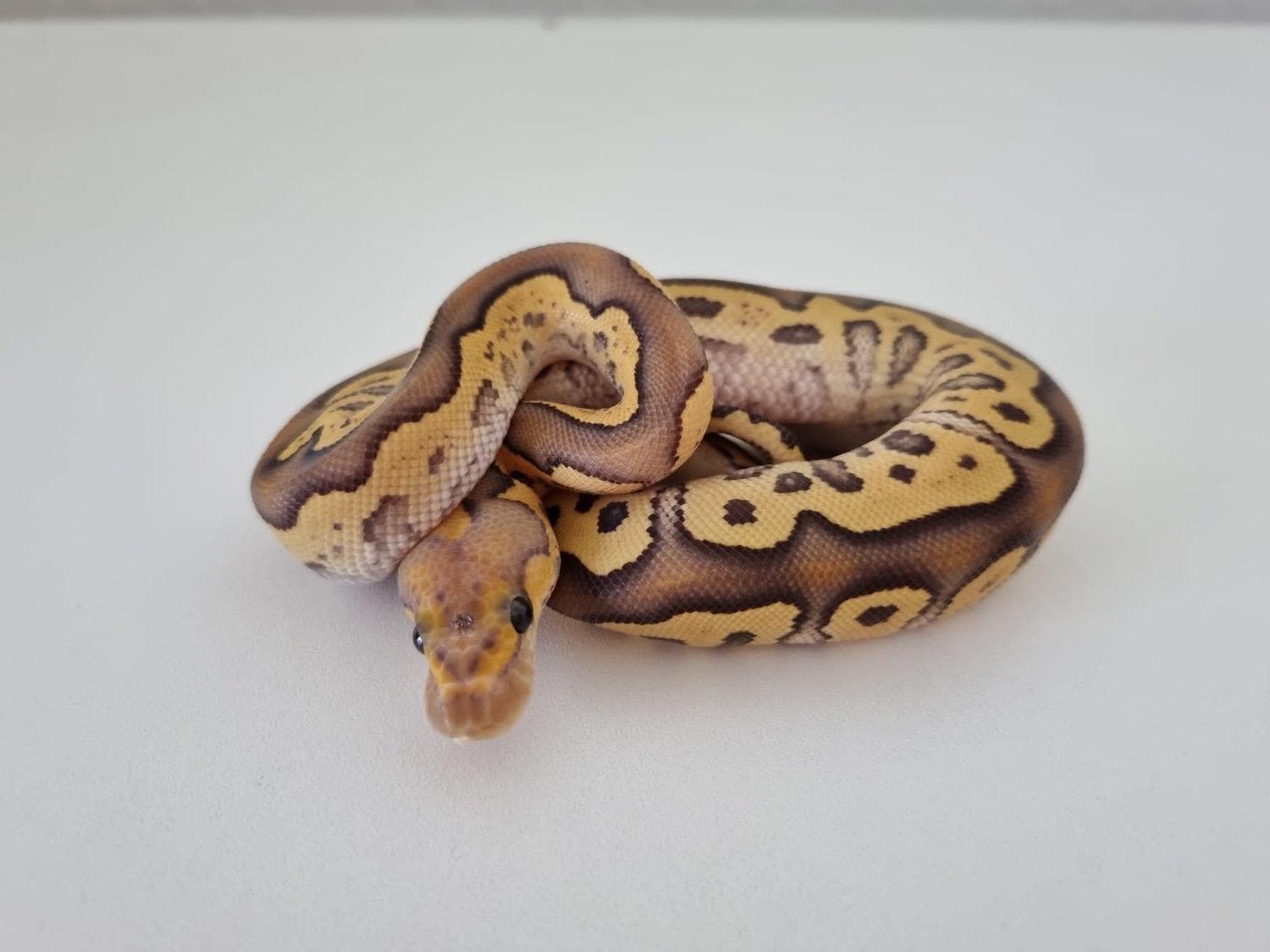 Phantom Ball Python By KAMS PythonWorld MorphMarket Phantom Ball Python By KAMS PythonWorld MorphMarket