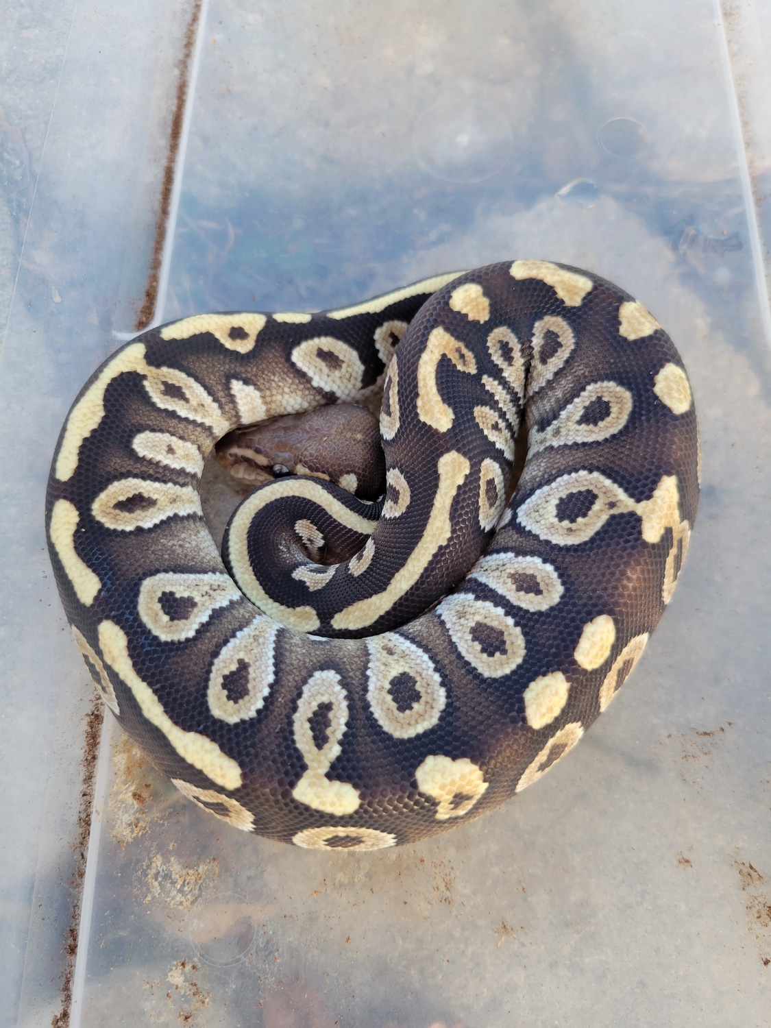 Chocolate Fire/Vanilla Mojave Ball Python by Kandied Morphs - MorphMarket