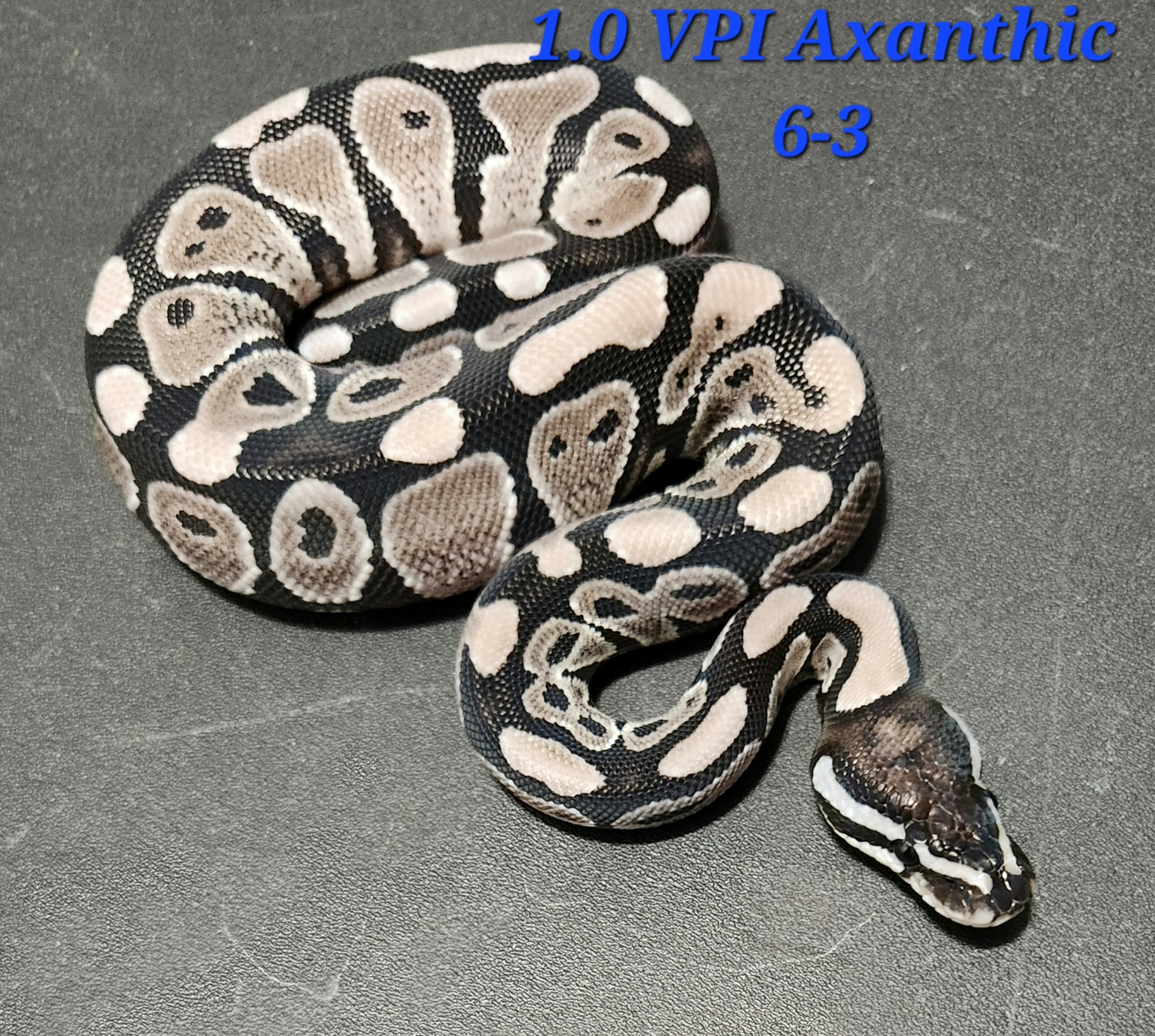 Pastel VPI Axanthic Ball Python by Kandi's Balls - MorphMarket