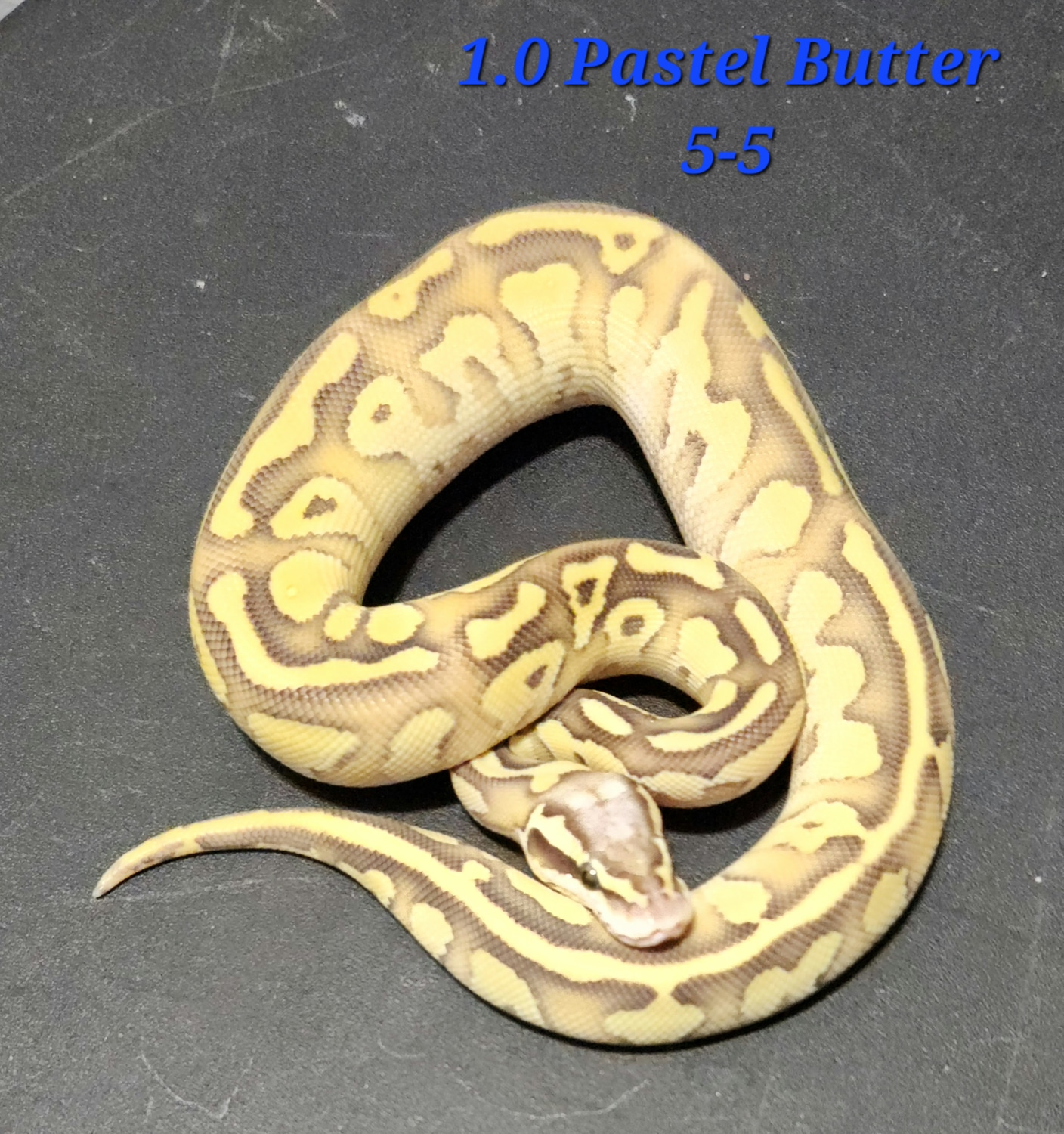 Pastel Butter Fire Het Clown Ball Python by Kandi's Balls - MorphMarket