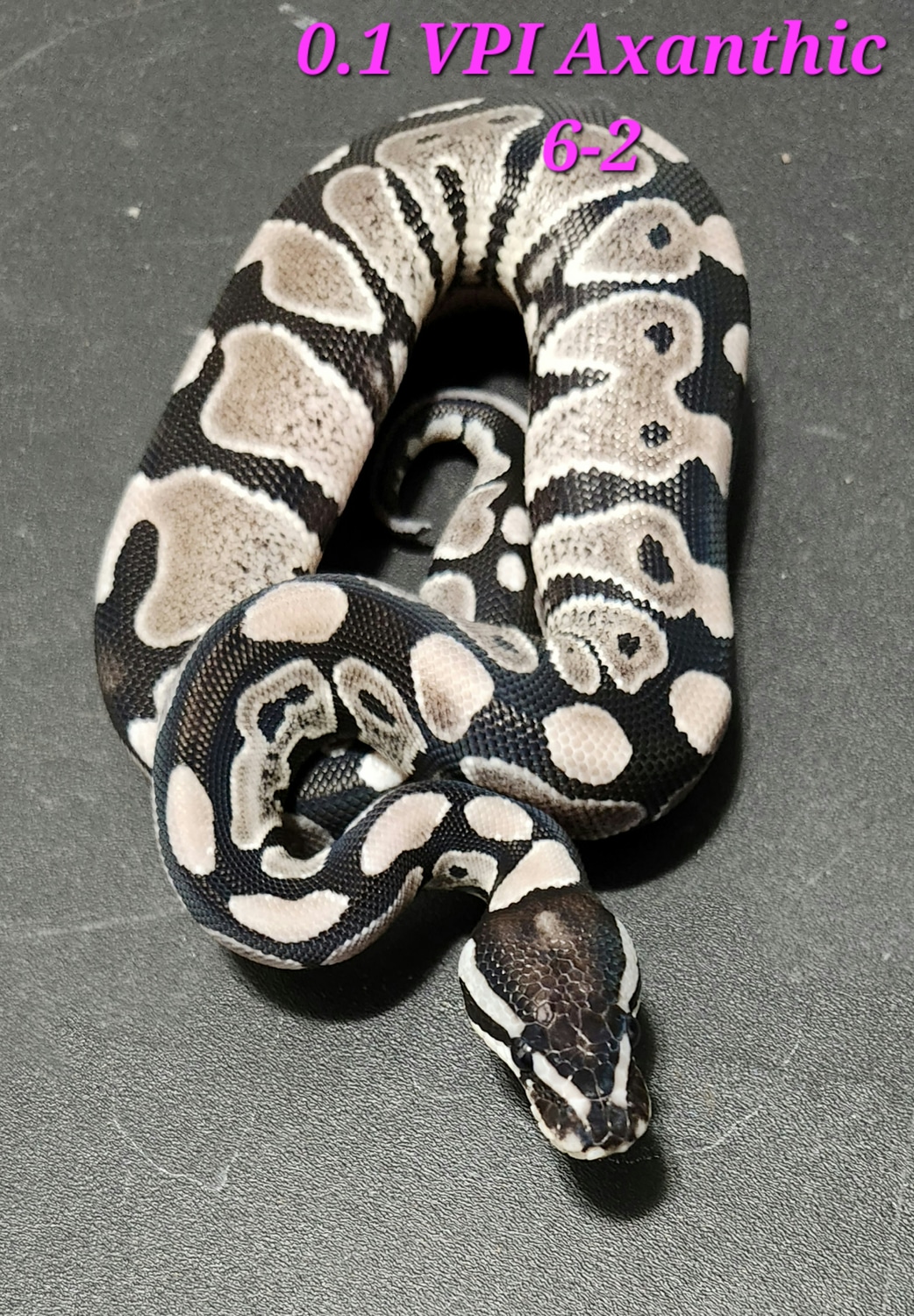 VPI Axanthic Ball Python by Kandi's Balls MorphMarket