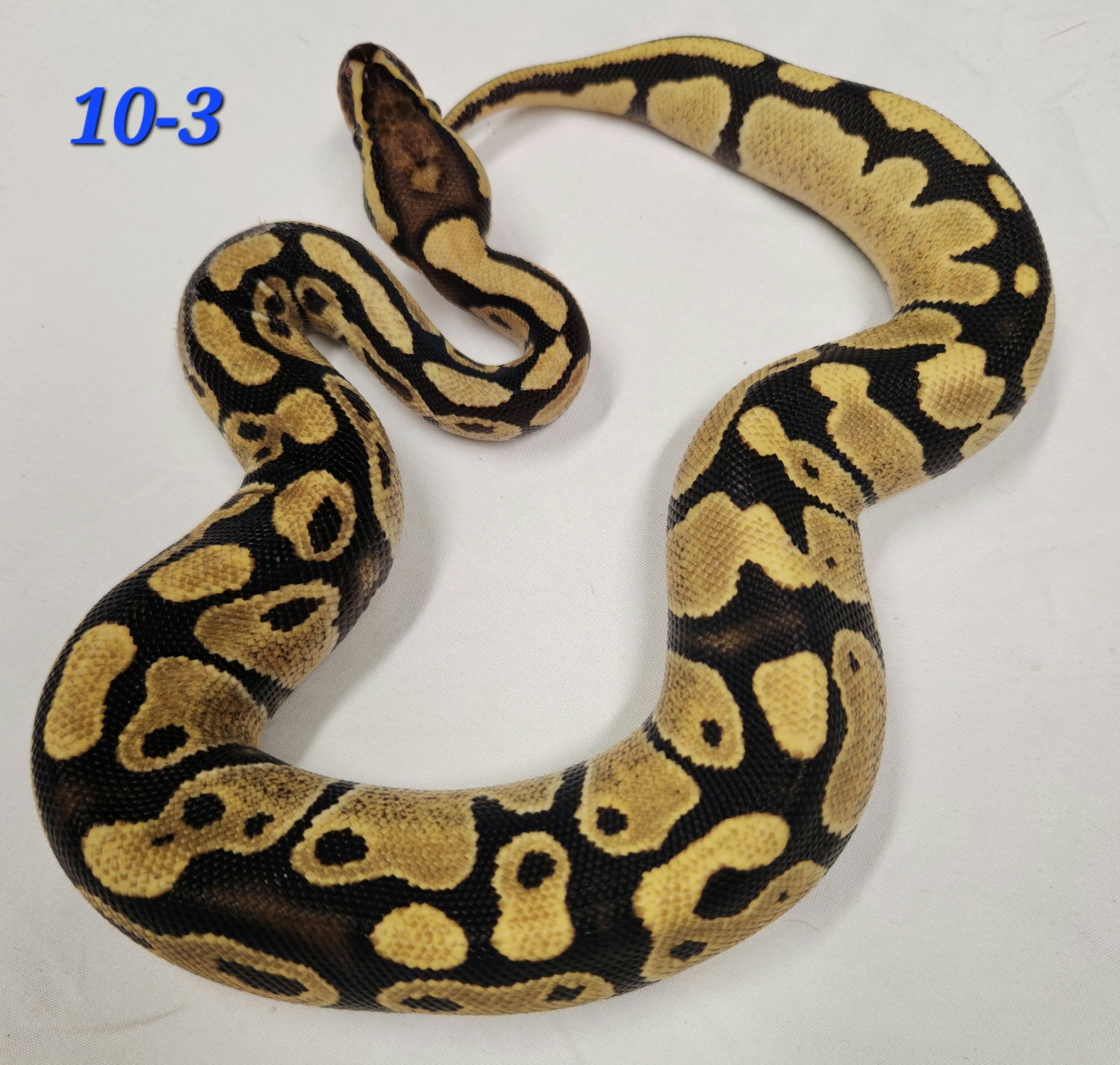 Fire Het Clown Ball Python by Kandi's Balls - MorphMarket