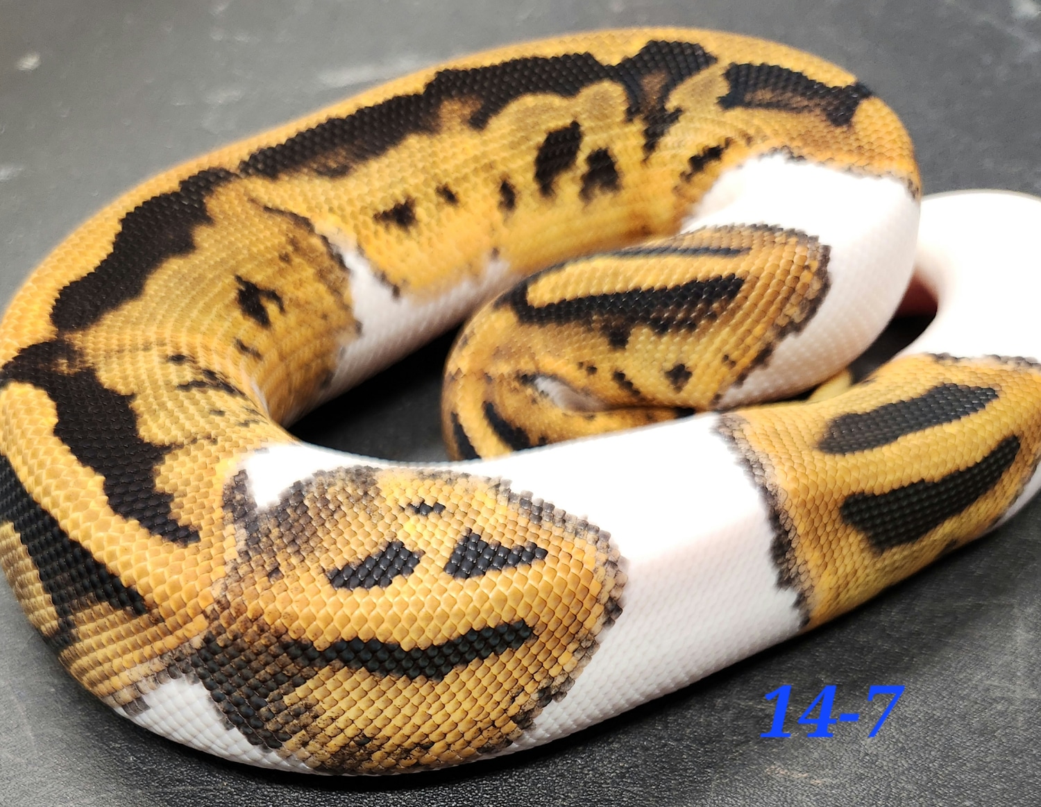 Pied Ball Python by Kandi's Balls - MorphMarket