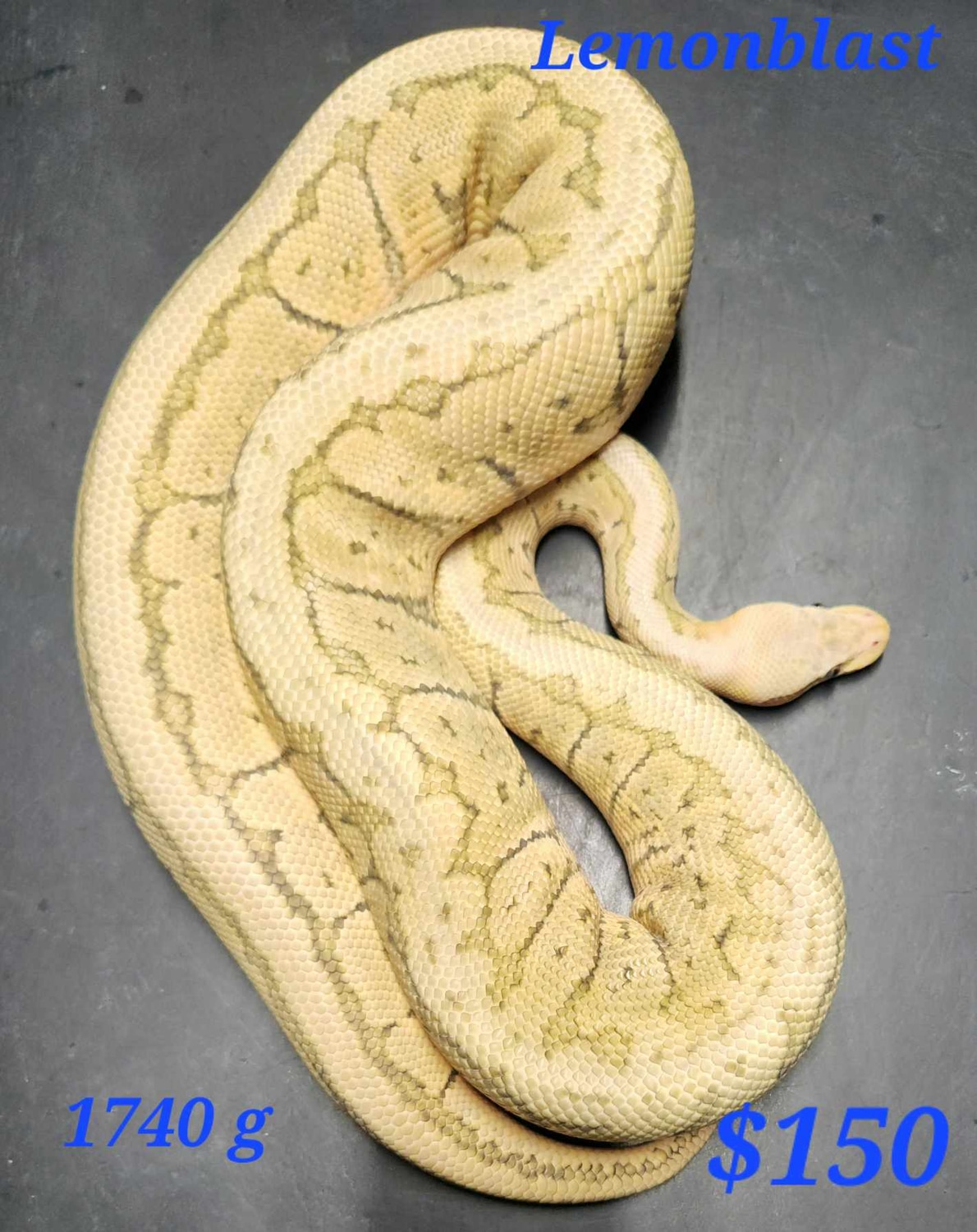 Male Lemon Blast Ball Python by Kandi's Balls - MorphMarket